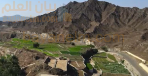 رصد خمسة أنواع من طائر البوم المهددة بالانقراض في محافظة البريمي