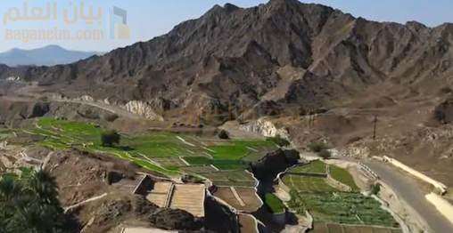 رصد خمسة أنواع من طائر البوم المهددة بالانقراض في محافظة البريمي