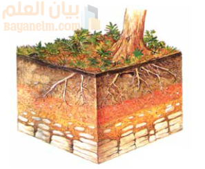 قطاع عرضي للتربة