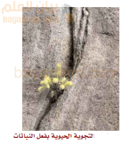 التجوية الحيوية بفعل النباتات