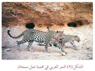 النمر العربي في محمية جبل سمحان