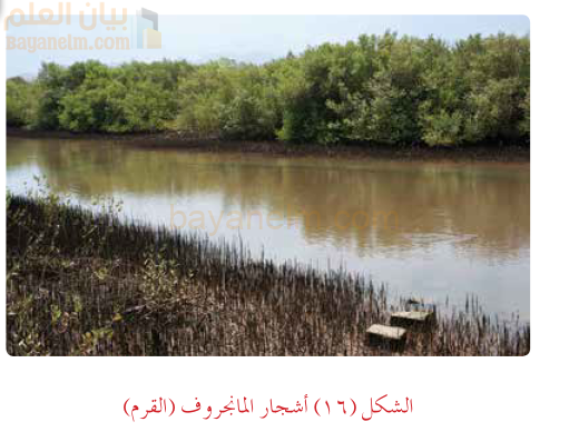 اشجار المنجروف في سلطنة عمان