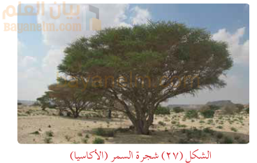 شجرة السمر (الاكاسيا)