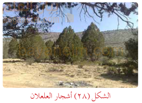 اشجار العلعلان