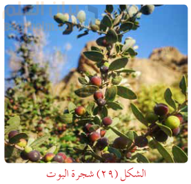 شجرة البوت