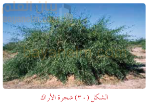 شجرة الاراك