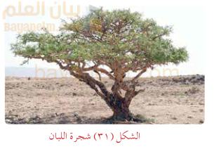 شجرة اللبان
