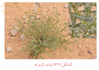 نبات الرمرام