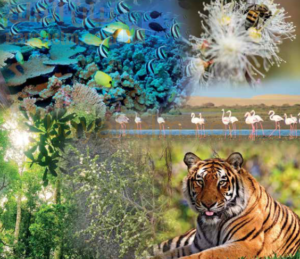 البيئة قضية عالمية ويقظة وطنية