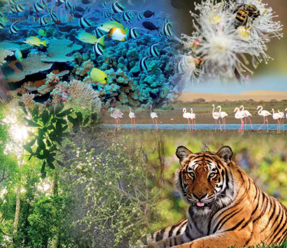 البيئة قضية عالمية ويقظة وطنية