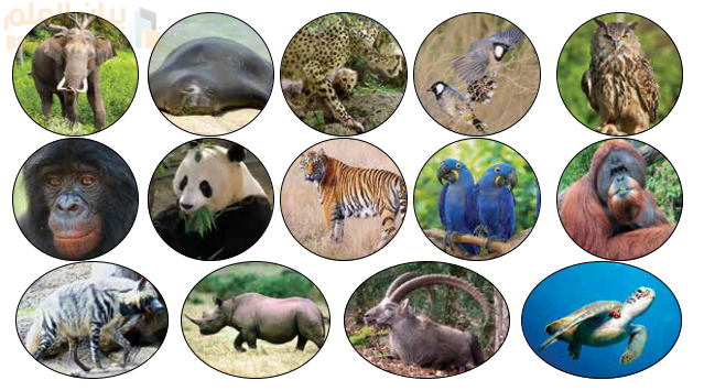 صور بعض الحيوانات المعرضة للانقراض