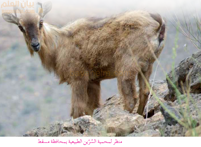 منظر لمحمية السرين الطبيعية في محافظة مسقط