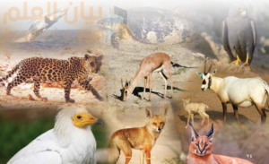 قضايا بيئية تحديات عالمية وجهود وطنية