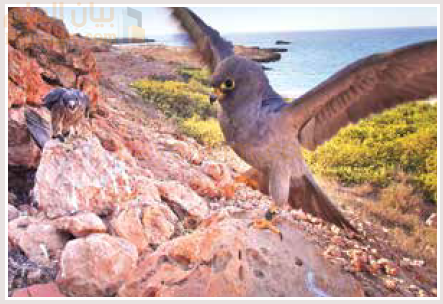 الصقر الأدهم