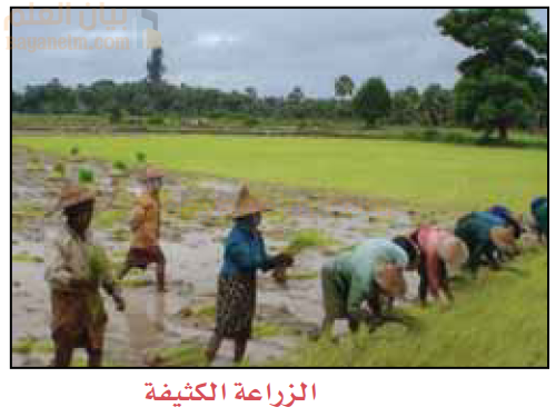 الزراعة الكثيفة