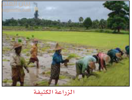 الزراعة الكثيفة