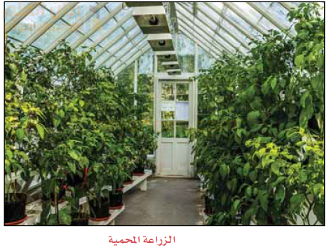 الزراعة المحمية