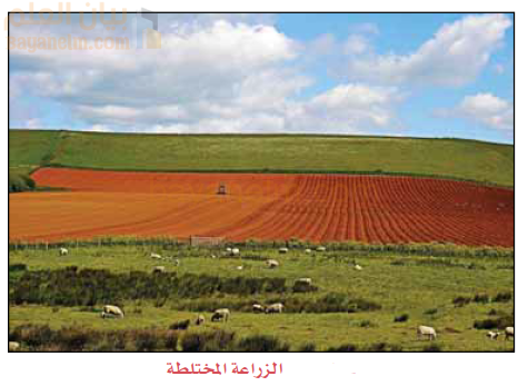 الزراعة المختلطة