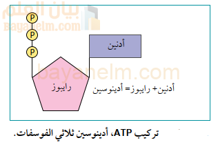 تركيب ATP، أدينوسين ثلاثي الفوسفات