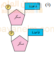 ثنائي النيوكليوتيد Dinucleotide