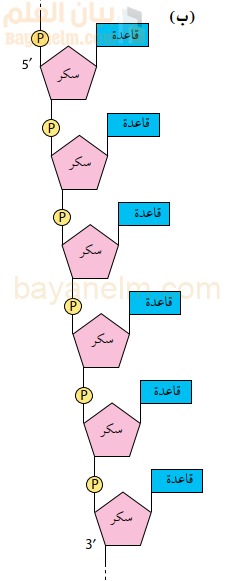 عديد النيوكليوتيد Polynucleotide