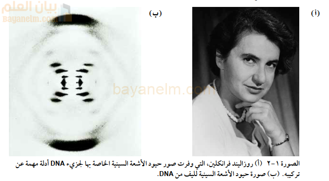 الصورة ١-٢ (أ) روزاليند فرانكلين، التي وفرت صور حيود الأشعة السينية الخاصة بها لجزيء DNA أدلة مهمة عن
تركيبه. (ب) صورة حيود الأشعة السينية لليف من DNA.
