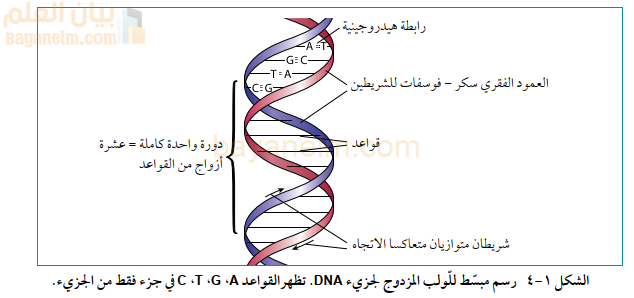رسم مبسّط للولب المزدوج لجزيء DNA. تظهر القواعد C ،T ،G ،A في جزء فقط من الجزيء