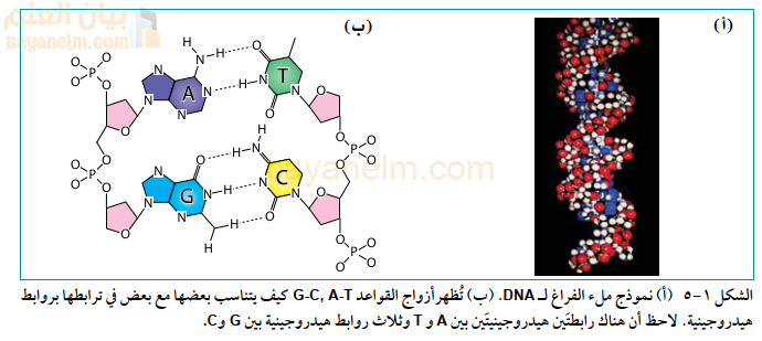 (أ) نموذج ملء الفراغ لـ DNA. (ب) تُظهر أزواج القواعد G-C, A-T كيف يتناسب بعضها مع بعض في ترابطها بروابط
هيدروجينية. لاحظ أن هناك رابطتَين هيدروجينيتَين بين A وT وثلاث روابط هيدروجينية بين G وC.