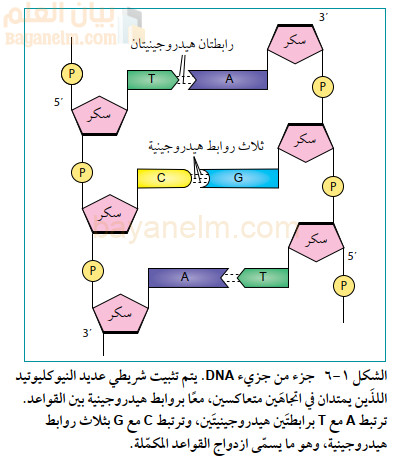 جزء من جزيء DNA. يتم تثبيت شريطي عديد النيو كليوتيد
اللذَين يمتدان في اتجاهَين متعاکسین، معًا بروابط هيدروجينية بين القواعد.
ترتبط A مع T برابطتَين هيدروجينيتَين، وترتبط C مع G بثلاث روابط
هيدروجينية، وهو ما يسمّى ازدواج القواعد المكمّلة