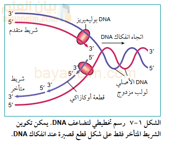 رسم تخطيطي لتضاعف DNA. يمكن تكوين
الشريط المتأخر فقط على شكل قطع قصيرة عند انفكاك DNA