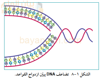 تضاعف DNA يبيّن ازدواج القواعد