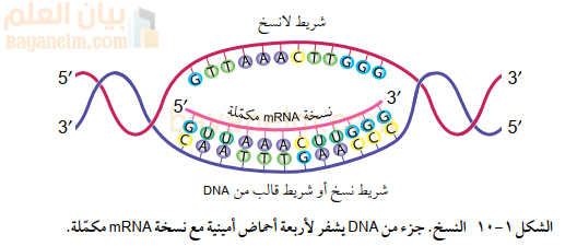 النسخ. جزء من DNA يشفر لأربعة أحماض أمينية مع نسخة mRNA مكمّلة.