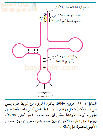 جزيء tRNA. يتكوّن الجزيء من شريط مفرد يتثني
على نفسه مكونًا شكل ورقة برسیم. يرتبط حمض أميني واحد بأحد طرفي
الجزيء (وبعد الارتباط يمكن أن يعبر عنه بـ حمض أميني-tRNA)،
ويوجد على الطرف الآخر كودون مضاد يتعرف على كودون الحمض
الأميني المحمول على tRNA.