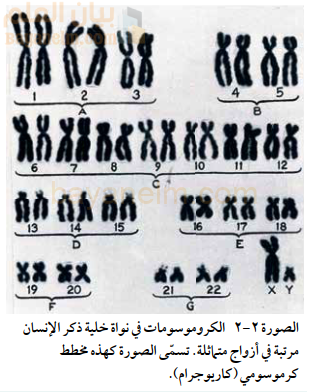 الكروموسومات في نواة خلية ذكر الإنسان
مرتبة في أزواج متماثلة. تسمّى الصورة كهذه مخطط كرموسومي (كاربوجرام).