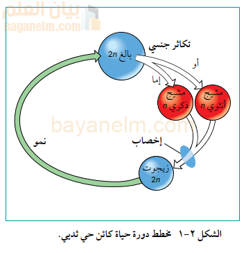 مخطط دورة حياة کائن حي ثديي.