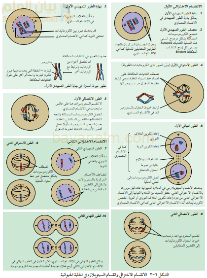 الانقسام الاختزالى وانقسام السيتوبلازم فى الخلية الحيوانية