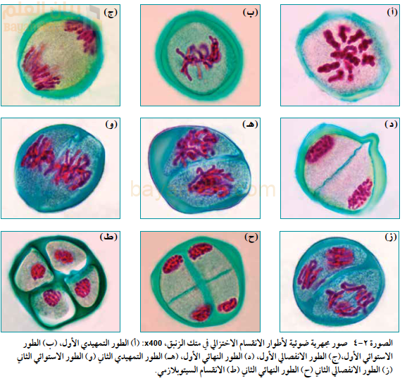 صور مجهرية ضوئية لأطوار الانقسام الاختزالي في متك الزنبق، x400: (أ) الطور التمهيدي الأول، (ب) الطور
الاستوائي الأول،(ج) الطور الانفصالي الأول، (د) الطور النهائي الأول، (هـ) الطور التمهيدي الثاني (و) الطور الاستوائي الثاني
(ز) الطور الانفصالي الثاني (ح) الطور النهائي الثاني (ط) الانقسام السيتوبلازمي.