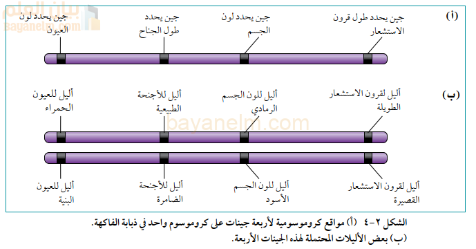 (أ) مواقع كروموسومية لأربعة جينات على كروموسوم واحد في ذبابة الفاكهة.
(ب) بعض الأليلات المحتملة لهذه الجينات الأربعة.