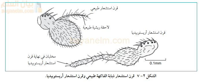 قرن استشعار ذبابة الفاكهة طبيعي وقرن استشعار أربستوبيديا.