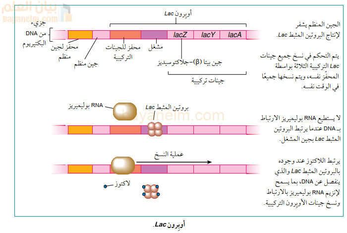 اوبرون Lac