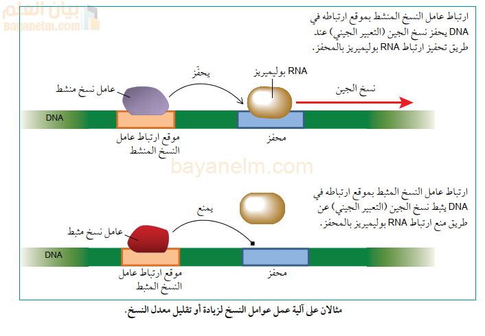 مثالان على الية عمل عوامل النسخ لزيادة او تقليل معدل النسخ