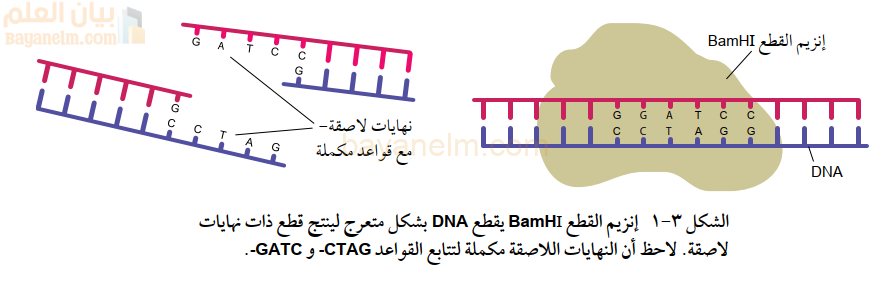 إنزيم القطع BamHI يقطع DNA بشكل متعرج لينتج قطع ذات نهايات
لاصقة. لاحظ أن النهايات اللاصقة مكملة لتتابع القواعد CTAG- وGATC -.