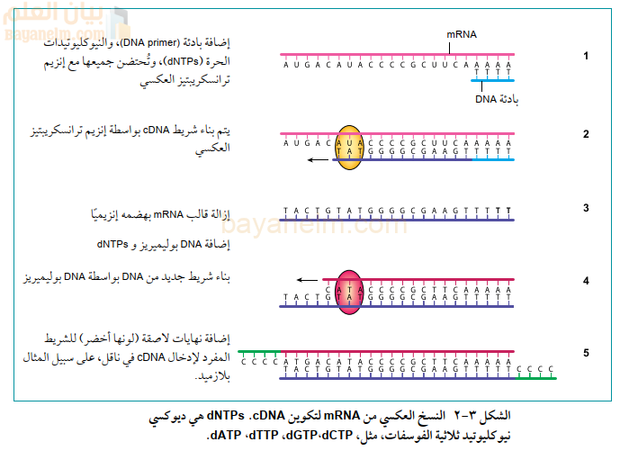 النسخ العكسي من mRNA لتكوين dNTPs .CDNA هي ديوكسي
نيو كليوتيد ثلاثية الفوسفات، مثل، dATP ،dTTP