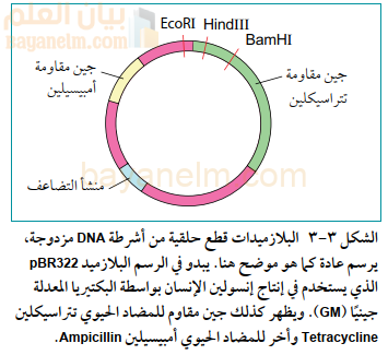 البلازميدات قطع حلقية من أشرطة DNA مزدوجة،
يرسم عادة كما هو موضح هنا. يبدو في الرسم البلازميد pBR322
الذي يستخدم في إنتاج إنسولين الإنسان بواسطة البكتيريا المعدلة
جينيًا (GM). ويظهر كذلك جين مقاوم للمضاد الحيوي تتراسيكلين
.Ampicillin وأخر للمضاد الحيوي أمبيسيلين Tetracycline