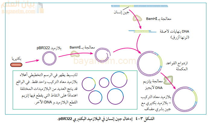 إدخال جین إنسان في البلازمید البکتیري pBR322.