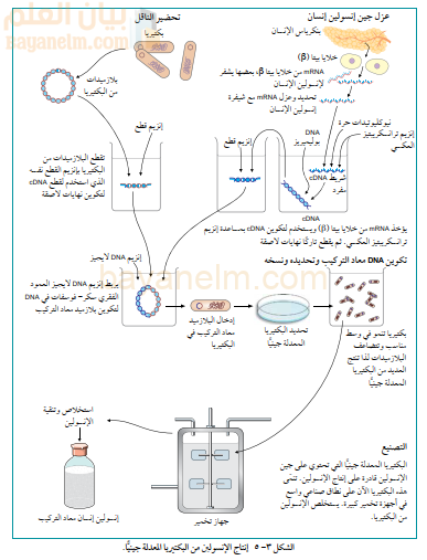 إنتاج الإنسولين من البكتيريا المعدلة جينياً