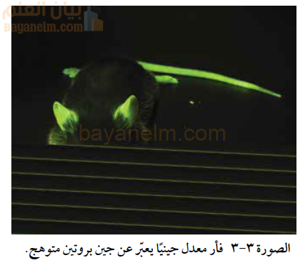 فأر معدل جينيًا يعبّر عن جين بروتين متوهج
