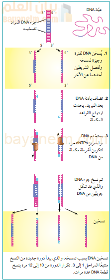 المراحل الثلاث في دورة واحدة من PCR. المنطقة
الوحيدة في العيّنة المراد تضخيمها هي تلك التي بين البادئتين
(اللون الأزرق).