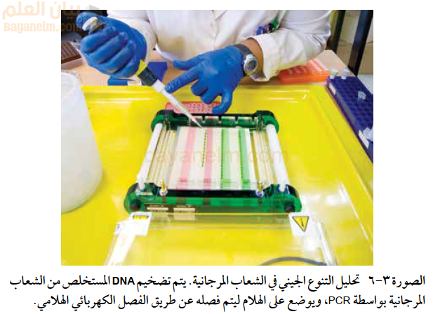 تحليل التنوع الجيني في الشعاب المرجانية. يتم تضخيم DNA المستخلص من الشعاب
المرجانية بواسطة PCR، ويوضع على الهلام ليتم فصله عن طريق الفصل الكهربائي الهلامي.