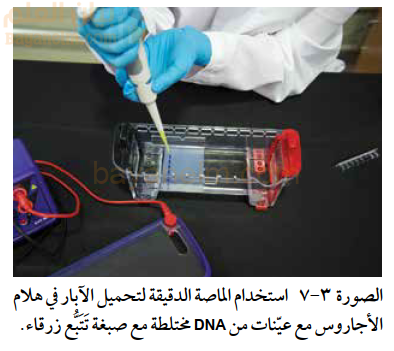 استخدام الماصة الدقيقة لتحميل الآبار في هلام
الأجاروس مع عيّنات من DNA مختلطة مع صبغة تَتَبَع زرقاء.